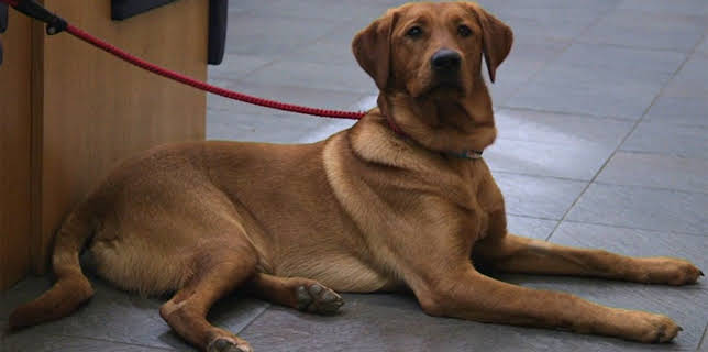 19:20: Der Super-Doc - Einsatz für 4 Pfoten | Sixx | 2/15 2026