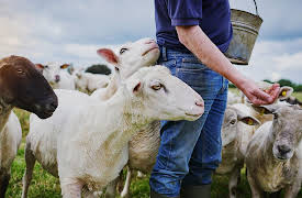 The Hidden Power of Microbes: How Lifestyle Influences Your Microbiome