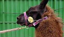 Elefant, Tiger & Co. (275)