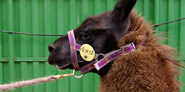 10:35: Elefant, Tiger & Co. (275) | MDR Fernsehen | 12/9 2025