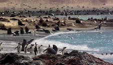 Frozen Planet (S1 E3)