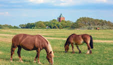 Leben an der Nordsee
