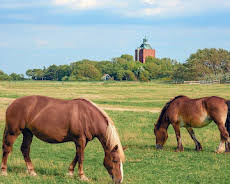 Leben an der Nordsee