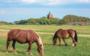 Leben an der Nordsee