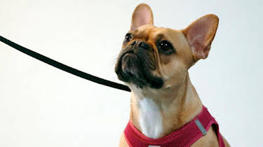 14:00: Die Tierärzte – Retter mit Herz | Das Erste | 11/8 2025