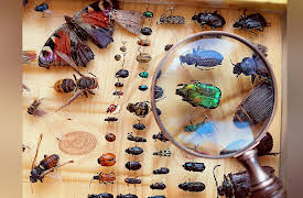 Why Insects Matter: Earth’s Most Essential Species: Collecting Insects