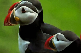 The Trials of Life: Hunting and Escaping