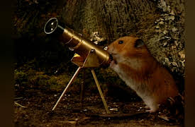 Once Upon A Hamster Season 1: Birdwatching