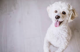 Breed All About It: Bichon Frise