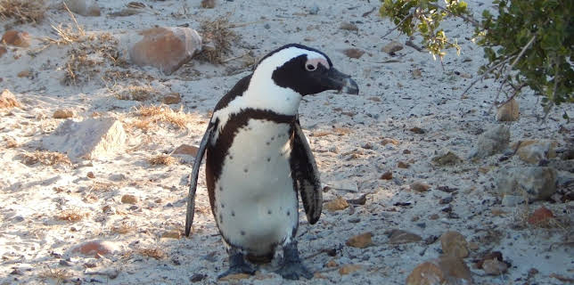 01:30: Meet The Penguins (S1 E8) (S1) | Animal Planet | 11/9 2025
