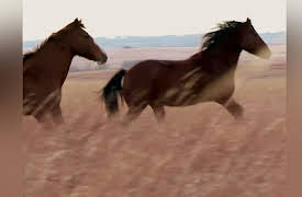 Big History Season 1: Horse Power Revolution