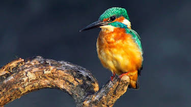 11:05: Abenteuer Wildnis | BR Fernsehen | 8/11 2026