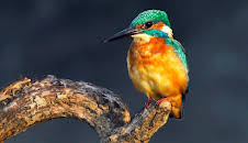 Abenteuer Wildnis