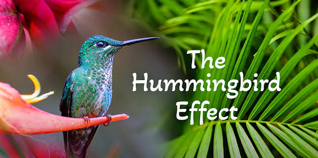 The Hummingbird Effect
