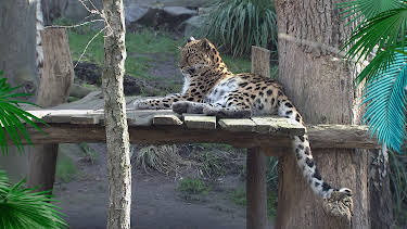 12:00: Elefant, Tiger & Co. | Radio Bremen | 4/28 2026