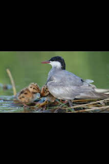 03:45: Maravillas secretas de Europa: Iberia | Nat Geo Wild | 1/18 2026