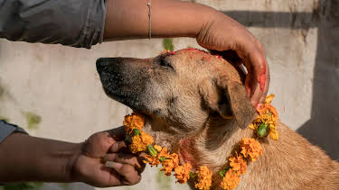 08:40: Dogs: The Untold Story (S1 E5) (S1) | Animal Planet | 11/7 2025