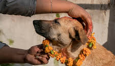 Dogs: The Untold Story (S1 E5)