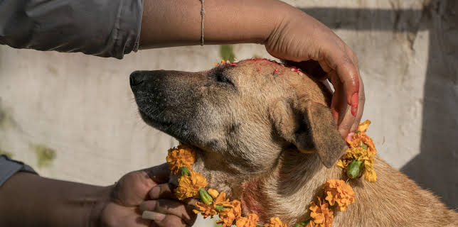 09:25: Dogs: The Untold Story (S1 E5) (S1) | Animal Planet | 11/8 2025