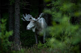 I Was Prey: Episode 8