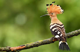 I Contain Multitudes: Microbe Minute, Season 1: Hoopoe
