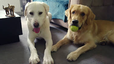 21:30: Hundehuset: Mavis og Max | NRK 2 | 4/16 2026