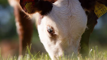18:15: Der Bauernhof - Die faszinierende Welt der Tiere: Kühe (2/3) | ARD Alpha | 4/5 2026