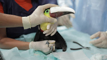 08:30: Toucan Nation | Animal Planet | 4/5 2026