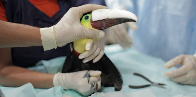 20:00: Toucan Nation | Animal Planet | 10/30 2025