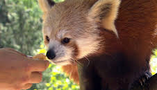 Leopard, Seebär & Co. (165)