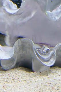 08:15: Acuarios XXL: Reglas de enfrentamiento | Discovery | 4/11 2026