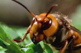 72 animales peligrosos: Asia: Episode 11