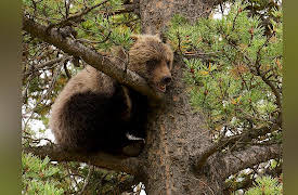 Wild Bear Rescue: Roadside Triage