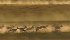 Planet Earth (S1 E7)