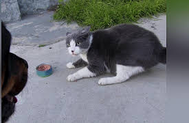 Cat vs. Dog Season 1: You Need To Check Your Cat!