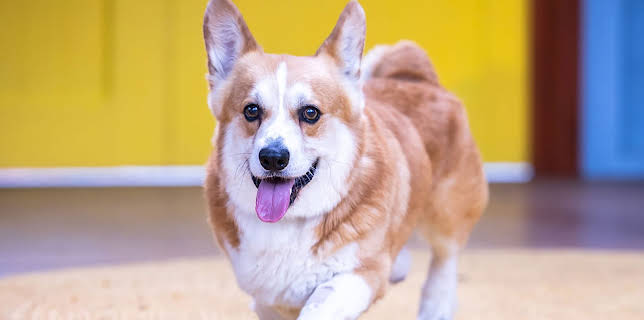 6:50 PM: The Dog House Australia | More 4 | 3/2 2026