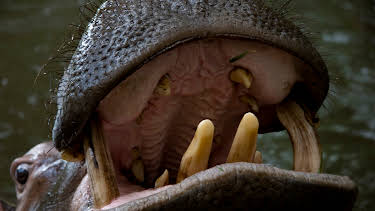 01:45: Beast Lands (S1 E2) (S1) | Animal Planet | 2/18 2026