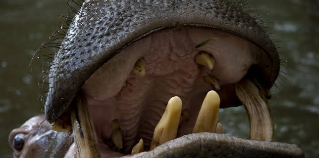 01:30: Beast Lands (S1 E2) (S1) | Animal Planet | 12/15 2025