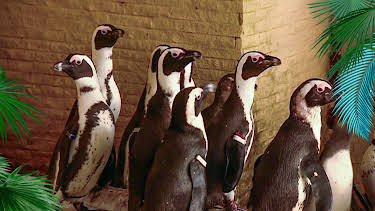 10:35: Elefant, Tiger & Co. (353) | MDR Fernsehen | 4/7 2026