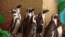 Elefant, Tiger & Co. (353)