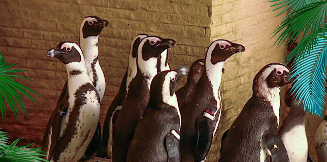 03:10: Elefant, Tiger & Co. (548) | MDR Fernsehen | 3/13 2026