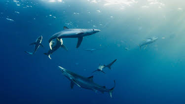 4:00 PM: Blue Planet (S2 E4) (S2) | Yesterday | 1/11 2026