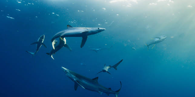 3:00 PM: Blue Planet (S2 E4) (S2) | Yesterday | 1/11 2026