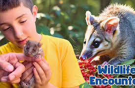 Oliver and Lucas - Educational Videos for Kids: Oliver and Lucas Discover Australia’s Cutest Wildlife!