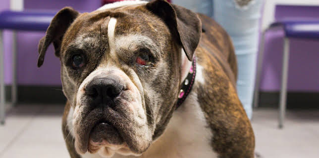 02:15: The Vet Life (S2 E13) (S2) | Animal Planet | 10/31 2025