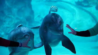 8:00 AM: The Aquarium (S2) | Discovery Channel | 8/27 2026