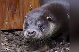 Saving Grace: From First Steps to Beast