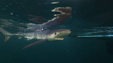 04:45: Shark Vortex | Animal Planet | 2/19 2026