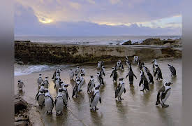 Coastal Africa: Algoa Bay: Last Refuge of the African Penguin
