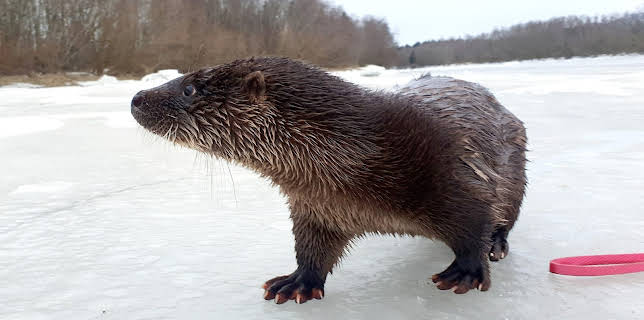 10:05: Oteren Svenn: Vinter og snø | NRK Super | 1/26 2026